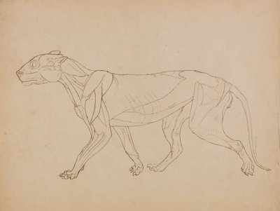 Cuerpo de tigre, vista lateral (Probablemente realizado como base para un llavero) de George Stubbs