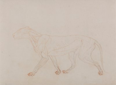Cuerpo del tigre, vista lateral (Muestra la tercera fase de la disección) de George Stubbs