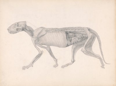 Cuerpo de tigre, vista lateral (estudio para un cuadro inédito; muestra una fase tardía de la disección) de George Stubbs