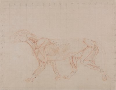 Cuerpo del tigre, vista lateral (Estudio de la cuarta fase de disección que muestra los músculos más profundos) de George Stubbs