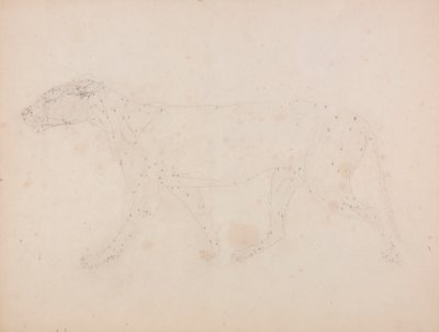 Cuerpo de tigre, vista lateral (Estudio de los músculos para el ratio de la Tabla IX) de George Stubbs