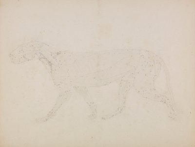 Cuerpo de tigre, vista lateral (Estudio de las capas superiores de los músculos y su irrigación sanguínea preparado para la figura clave del cuadro XIV) de George Stubbs