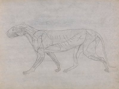 Cuerpo de tigre, vista lateral de George Stubbs