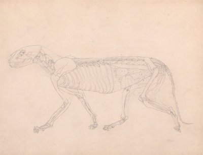 Cuerpo de tigre, vista lateral de George Stubbs