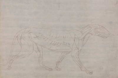 Cuerpo de tigre, vista lateral de George Stubbs