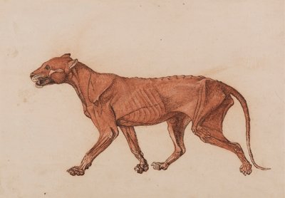Cuerpo de tigre, vista lateral de George Stubbs