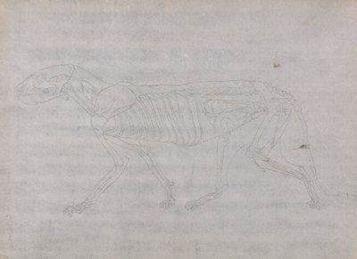 Cuerpo de tigre, vista lateral de George Stubbs