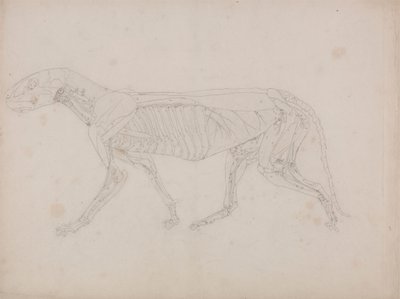 Cuerpo de tigre, vista lateral de George Stubbs