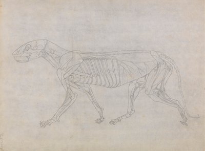 Cuerpo de tigre, vista lateral de George Stubbs