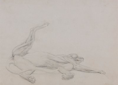 Cuerpo de tigre, reclinado, visto ventralmente de George Stubbs