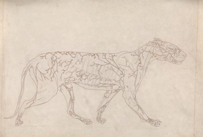 Tigre, Vista Lateral (Estudio del Esquema del Suministro Sanguíneo Superficial, Preparado para la Figura Clave de la Tabla IX) de George Stubbs