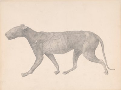 Tigre, vista lateral, con piel y tejido retirados (estudio terminado para la tabla IX) de George Stubbs