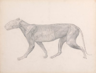 Tigre, vista lateral, con el tejido conjuntivo que recubre los músculos extirpado (estudio terminado para la tabla XIV) de George Stubbs