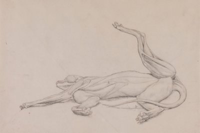 Tigre, reclinado, visto ventralmente de George Stubbs