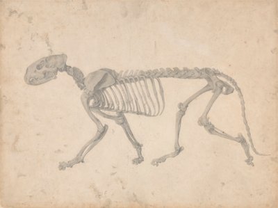 Esqueleto de tigre, vista lateral (estudio terminado para el cuadro IV) de George Stubbs