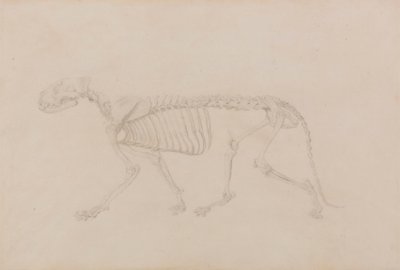 Esqueleto de tigre, vista lateral (estudio muy acabado para la tabla IV) de George Stubbs