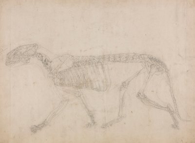 Esqueleto de tigre, vista lateral (Probablemente el estudio maestro del esqueleto) de George Stubbs