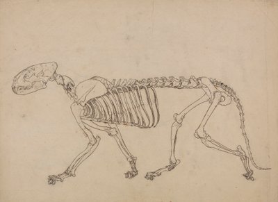 Esqueleto de tigre, vista lateral (Estudio para la figura clave de la Tabla IV) de George Stubbs