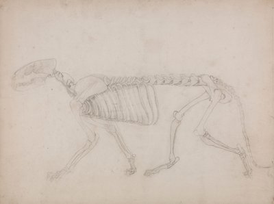 Esqueleto de tigre, vista lateral de George Stubbs