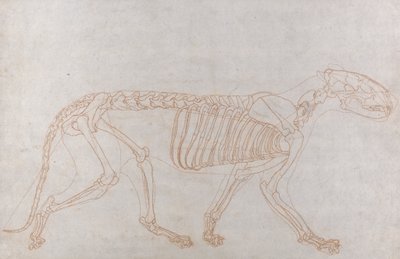 Esqueleto de tigre, vista lateral de George Stubbs
