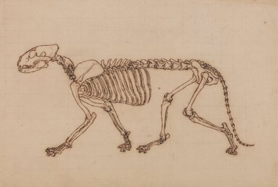 Esqueleto de tigre, vista lateral de George Stubbs