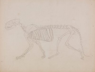 Esqueleto de tigre, vista lateral de George Stubbs