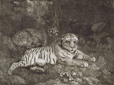 Dos tigres, grabado por el artista, pub. 1788 de George Stubbs
