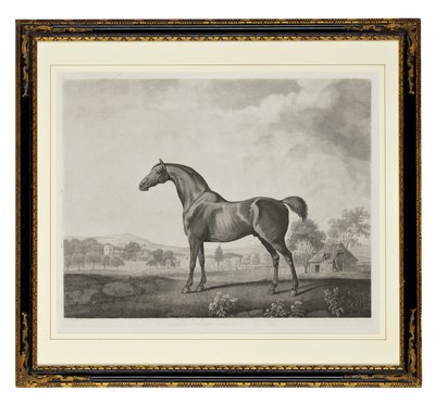 Sweetwilliam de George Townley Stubbs