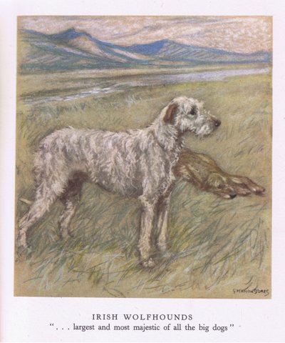 Irish Wolfhounds (litografía en color) de George Vernon Stokes