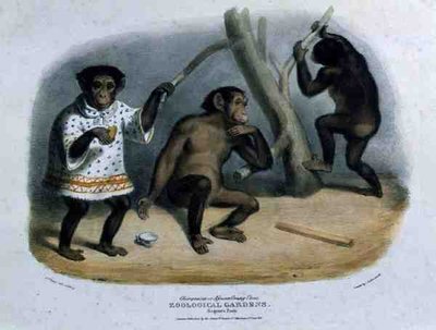 Chimpancé o Orangután Africano en los Jardines Zoológicos, Regent