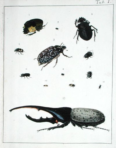 Varios escarabajos, lámina I de 