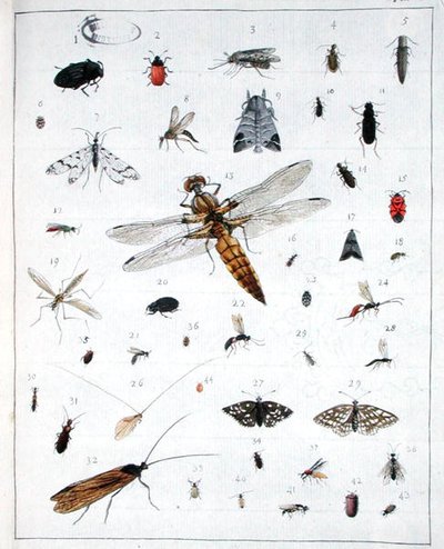 Varios insectos, lámina III de 