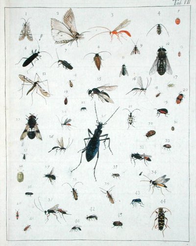 Varios insectos, lámina VII de 