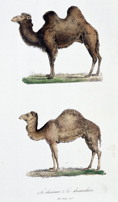 Camello y un dromedario de Georges Louis Leclerc
