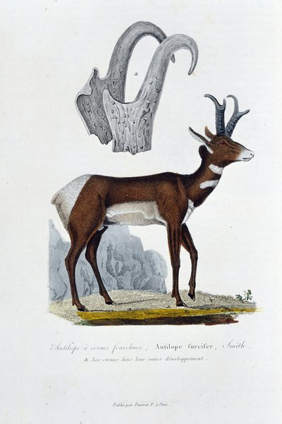 Historia natural: Tabla zoológica representando el Antílope Furcifer; Antílope Furcifer, Smith. a. Los cuernos en su desarrollo completo - en “Obras completas de Buffon” por el naturalista Georges Louis Leclerc, Conde de Buffon (1707 - 1788). Grabado de de Georges Louis Leclerc