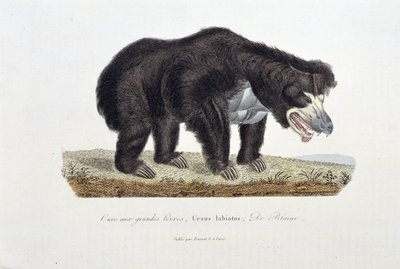 Placa de Historia Natural: Placa zoológica que representa al Oso con Grandes Labios, Ursus labiatus, De Blainville - en “Obras Completas de Buffon” del naturalista Georges Louis Leclerc, Conde de Buffon (1707 - 1788). Grabado de 1837 de Georges Louis Leclerc