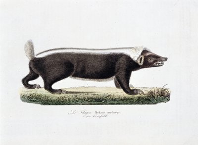 Placa de Historia Natural: Tabla zoológica que representa al Telagon, Mydaus meliceps según Hosfield - en "Obras Completas de Buffon" del naturalista Georges Louis Leclerc, Conde de Buffon (1707 - 1788). Grabado de 1837. de Georges Louis Leclerc