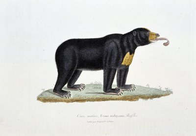 Placa de Historia Natural: Tabla zoológica que representa al Oso Malayo, Ursus malayanus, Faffles - en "Obras de Buffon" del naturalista Georges Louis Leclerc, Conde de Buffon (1707 - 1788). Grabado de 1837. de Georges Louis Leclerc