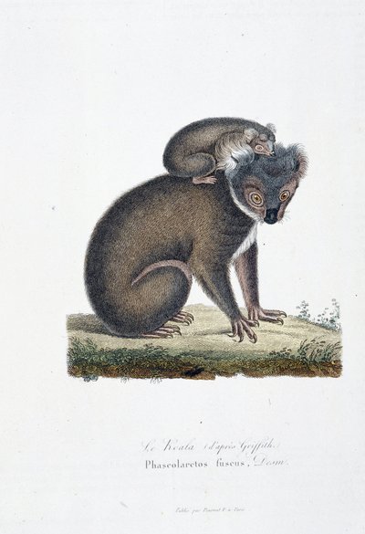 Placa de Historia Natural: Carta zoológica que representa Koala (según Griffith), Phascolarctos Fuscus - en “Obras Completas de Buffon” por el naturalista Georges Louis Leclerc, Conde de Buffon (1707-1788). Grabado de 1837 de Georges Louis Leclerc