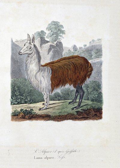 Historia natural: Tabla zoológica representando L