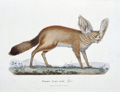 Placa de Historia Natural: Tabla zoológica que representa al Fennec, Canis zerda - en "Obras Completas de Buffon" del naturalista Georges Louis Leclerc, Conde de Buffon (1707 - 1788). Grabado de 1837. de Georges Louis Leclerc