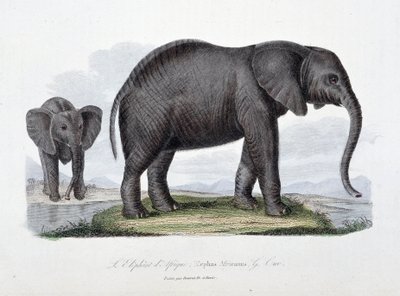 Placa de Historia Natural: Placa zoológica que representa al elefante africano; Elephas Africanus - en “Obras Completas de Buffon” del naturalista Georges Louis Leclerc, Conde de Buffon (1707 - 1788). Grabado de 1837 de Georges Louis Leclerc