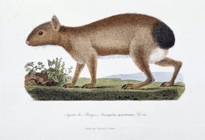 Placa de Historia Natural: Tabla zoológica que representa el Agutí de los Patagones, Dasyprocta patachonica - en 