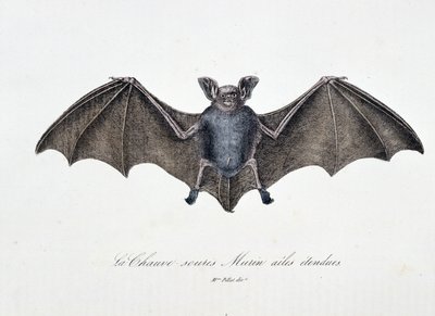Placa de Historia Natural: Tabla zoológica que representa al Murciélago Murin con alas extendidas - en "Obras completas de Buffon" del naturalista Georges Louis Leclerc, Conde de Buffon (1707 - 1788). Grabado de 1837. de Georges Louis Leclerc