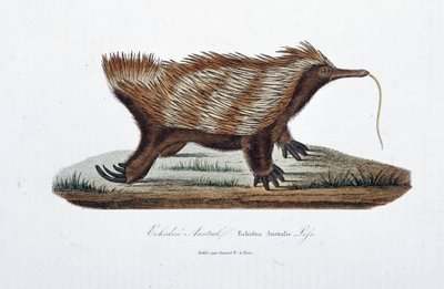 Placa de Historia Natural: Carta zoológica que representa el Echidne Australis (Echidna Australis) - en “Obras Completas de Buffon” por el naturalista Georges Louis Leclerc, Conde de Buffon (1707-1788). Grabado de 1837 de Georges Louis Leclerc