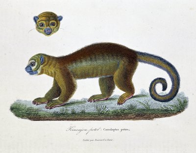 Tabla de Historia Natural: Tabla zoológica que representa el Kincajou Potot, Cercoleptes potos - en "Obras completas de Buffon" por el naturalista Georges Louis Leclerc, Conde de Buffon (1707 - 1788). Grabado de 1837. de Georges Louis Leclerc