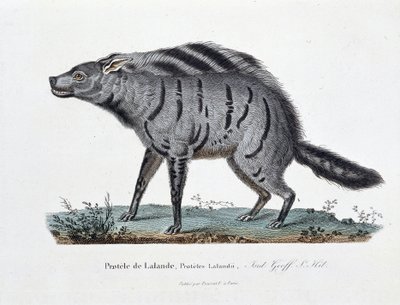 Placa de Historia Natural: Placa zoológica que representa al Protele de Lalande, Proteles Lalandii - en “Obras Completas de Buffon” del naturalista Georges Louis Leclerc, Conde de Buffon (1707 - 1788). Grabado de 1837 de Georges Louis Leclerc