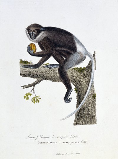 Placa de Historia Natural: Placa zoológica que representa al Semnopiteco de Rabadilla Blanca, Semnopithecus Leucoprymnus, Otto - en “Obras Completas de Buffon” del naturalista Georges Louis Leclerc, Conde de Buffon (1707 - 1788). Grabado de 1837 de Georges Louis Leclerc