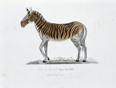 Placa de Historia Natural: Tabla zoológica que representa la Cebra de Burchell, Equus Burchellii - en 