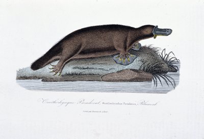 Historia natural: Tabla zoológica representando el ornitorrinco Paradoxal (Ornithorhynchus Paradoxux), Blumenb - en “Obras de Buffon” por el naturalista Georges Louis Leclerc, Conde de Buffon (1707 - 1788). Grabado de 1837. de Georges Louis Leclerc